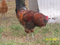 View chickenstalker's Homepage