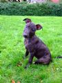 View alfiedog's Homepage