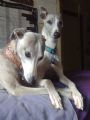 whippet