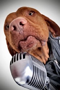 View pickerhound's Homepage
