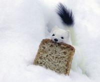 View snoot's Homepage