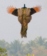 View cpeacock's Homepage