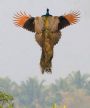 cpeacock