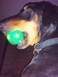View Dobermum's Homepage