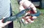 The Craw