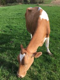 View dairyman's Homepage