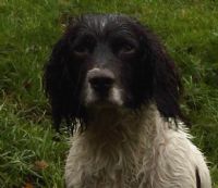 View Wet Spaniel's Homepage