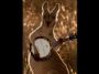 aussiebanjo