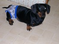 View Banjo Bo's Homepage