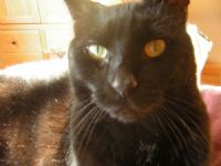 View Shepherd's Homepage