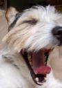 folkdog