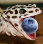 geckoberry