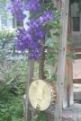 BlackOak59