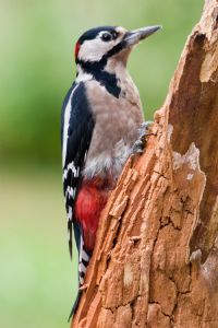 View Woodywoodpecker's Homepage