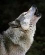 spiritwolf7