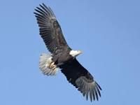 View Helix's Homepage