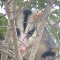 View Scrubbing Monkeys' Homepage