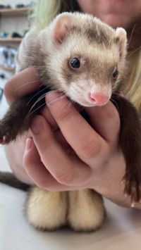View DukeFerret's Homepage