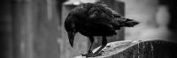 View Grave Raven's Homepage