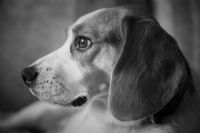 View Hounddogbanjo's Homepage