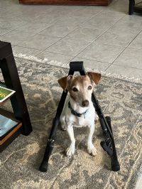 View deering in the headlights' Homepage