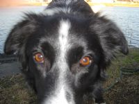 View Whip-Poor-Will's Homepage