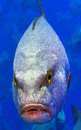fishheadsaid