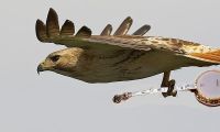 View redtail's Homepage