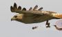 redtail