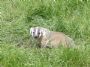 fescue