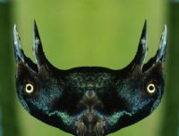 View grackle's Homepage