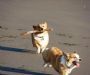 corgies