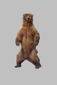 View Grizzly's Homepage