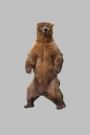 Grizzly