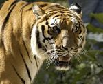 View tigerwuds' Homepage