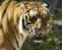 tigerwuds