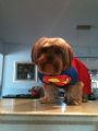rowdyboy