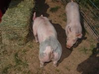 View shaner's Homepage