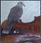 View AZfiddler_1996's Homepage