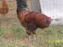 chickenstalker