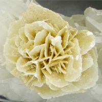 View desert rose's Homepage