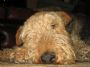 red dog