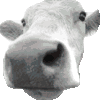 View CudOfCow's Homepage
