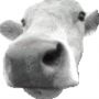 CudOfCow