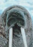 View Walrus' Homepage