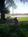 dingo