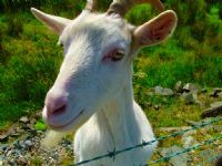View The Goat's Homepage