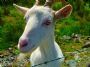 The Goat