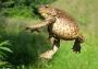 toadtunes