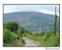 Galtee Mountain Boy